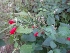  (Isodon nervosus - MP1534)  @11 [ ] Copyright (2013) PHCDBS Paul Hebert Centre for DNA Barcoding and Biodiversity Studies