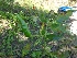  ( - MP1581)  @11 [ ] Copyright (2013) PHCDBS Paul Hebert Centre for DNA Barcoding and Biodiversity Studies