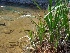  ( - MP1555)  @11 [ ] Copyright (2013) PHCDBS Paul Hebert Centre for DNA Barcoding and Biodiversity Studies