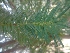  ( - MP1600)  @11 [ ] Copyright (2013) PHCDBS Paul Hebert Centre for DNA Barcoding and Biodiversity Studies