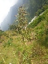  ( - MP1601)  @11 [ ] Copyright (2013) PHCDBS Paul Hebert Centre for DNA Barcoding and Biodiversity Studies