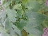  ( - MP1596)  @11 [ ] Copyright (2013) PHCDBS Paul Hebert Centre for DNA Barcoding and Biodiversity Studies