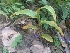  ( - MP1636)  @11 [ ] Copyright (2013) PHCDBS Paul Hebert Centre for DNA Barcoding and Biodiversity Studies