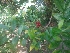  ( - MP1662.1)  @11 [ ] Copyright (2013) PHCDBS Paul Hebert Centre for DNA Barcoding and Biodiversity Studies