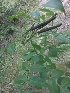  ( - MP1684)  @11 [ ] Copyright (2013) PHCDBS Paul Hebert Centre for DNA Barcoding and Biodiversity Studies