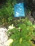  (Heracleum candicans - MP1742)  @11 [ ] Copyright (2013) PHCDBS Paul Hebert Centre for DNA Barcoding and Biodiversity Studies