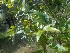  ( - MP1744)  @11 [ ] Copyright (2013) PHCDBS Paul Hebert Centre for DNA Barcoding and Biodiversity Studies