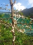  ( - MP1798)  @11 [ ] Copyright (2013) PHCDBS Paul Hebert Centre for DNA Barcoding and Biodiversity Studies