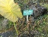  ( - MP1806)  @11 [ ] Copyright (2013) PHCDBS Paul Hebert Centre for DNA Barcoding and Biodiversity Studies
