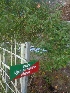  (Ligustrum nepalense - MP1821)  @11 [ ] Copyright (2013) PHCDBS Paul Hebert Centre for DNA Barcoding and Biodiversity Studies