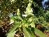  ( - BU194)  @11 [ ] Copyright (2014) PHCDBS Paul Hebert Centre For DNA Barcoding And Biodiversity Studies