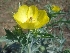  ( - MP1826)  @11 [ ] Copyright (2014) PHCDBS Paul Hebert Centre For DNA Barcoding And Biodiversity Studies