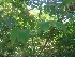  ( - MP1862)  @11 [ ] Copyright (2014) PHCDBS Paul Hebert Centre For DNA Barcoding And Biodiversity Studies