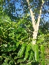  ( - MP1863)  @11 [ ] Copyright (2014) PHCDBS Paul Hebert Centre For DNA Barcoding And Biodiversity Studies