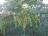  ( - MP1866)  @11 [ ] Copyright (2014) PHCDBS Paul Hebert Centre For DNA Barcoding And Biodiversity Studies
