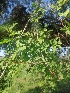  ( - MP1877)  @11 [ ] Copyright (2014) PHCDBS Paul Hebert Centre For DNA Barcoding And Biodiversity Studies