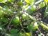  ( - MP1925)  @11 [ ] Copyright (2014) PHCDBS Paul Hebert Centre For DNA Barcoding And Biodiversity Studies