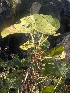  ( - MP1932)  @11 [ ] Copyright (2014) PHCDBS Paul Hebert Centre For DNA Barcoding And Biodiversity Studies