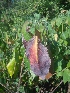  ( - MP1943)  @11 [ ] Copyright (2014) PHCDBS Paul Hebert Centre For DNA Barcoding And Biodiversity Studies