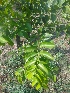  ( - MP1985)  @11 [ ] Copyright (2014) PHCDBS Paul Hebert Centre For DNA Barcoding And Biodiversity Studies