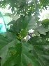 (Solanum wrightii - MP2004)  @11 [ ] Copyright (2014) PHCDBS Paul Hebert Centre For DNA Barcoding And Biodiversity Studies