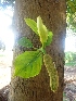  ( - MP2033)  @11 [ ] Copyright (2014) PHCDBS Paul Hebert Centre For DNA Barcoding And Biodiversity Studies
