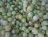  ( - MP2044)  @11 [ ] Copyright (2014) PHCDBS Paul Hebert Centre For DNA Barcoding And Biodiversity Studies