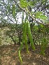  ( - MP2052)  @11 [ ] Copyright (2014) G.D. Khedkar Paul Hebert Centre For DNA Barcoding And Biodiversity Studies