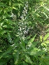  ( - MP2082)  @11 [ ] Copyright (2014) G.D. Khedkar Paul Hebert Centre For DNA Barcoding And Biodiversity Studies