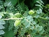  ( - MP2090)  @11 [ ] Copyright (2014) G.D. Khedkar Paul Hebert Centre For DNA Barcoding And Biodiversity Studies