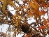  ( - MP2097)  @11 [ ] Copyright (2014) G.D. Khedkar Paul Hebert Centre For DNA Barcoding And Biodiversity Studies
