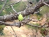  ( - MP2100)  @11 [ ] Copyright (2014) G.D. Khedkar Paul Hebert Centre For DNA Barcoding And Biodiversity Studies