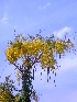  ( - MP2101)  @11 [ ] Copyright (2014) G.D. Khedkar Paul Hebert Centre For DNA Barcoding And Biodiversity Studies
