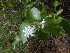  ( - MP2106)  @11 [ ] Copyright (2014) G.D. Khedkar Paul Hebert Centre For DNA Barcoding And Biodiversity Studies