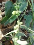  ( - MP2170)  @11 [ ] Copyright (2014) PHCDB Paul Hebert Centre For DNA Barcoding And Biodiversity Studies
