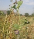  ( - MP2176)  @11 [ ] Copyright (2014) PHCDB Paul Hebert Centre For DNA Barcoding And Biodiversity Studies