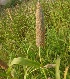  ( - MP2184)  @11 [ ] Copyright (2014) PHCDB Paul Hebert Centre For DNA Barcoding And Biodiversity Studies