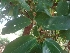  ( - MP2213)  @11 [ ] Copyright (2014) PHCDB Paul Hebert Centre For DNA Barcoding And Biodiversity Studies