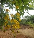  ( - MP2216)  @11 [ ] Copyright (2014) PHCDB Paul Hebert Centre For DNA Barcoding And Biodiversity Studies