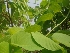  ( - MP2229)  @11 [ ] Copyright (2014) PHCDB Paul Hebert Centre For DNA Barcoding And Biodiversity Studies
