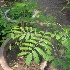  ( - MP2271)  @11 [ ] Copyright (2014) PHCDB Paul Hebert Centre For DNA Barcoding And Biodiversity Studies