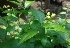  ( - MP2284)  @11 [ ] Copyright (2014) PHCDB Paul Hebert Centre For DNA Barcoding And Biodiversity Studies