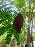  (Biancaea sappan - MP2305)  @11 [ ] Copyright (2014) PHCDB Paul Hebert Centre For DNA Barcoding And Biodiversity Studies