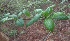  ( - MP2320)  @11 [ ] Copyright (2014) PHCDB Paul Hebert Centre For DNA Barcoding And Biodiversity Studies
