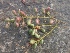  ( - MP2322)  @11 [ ] Copyright (2014) PHCDB Paul Hebert Centre For DNA Barcoding And Biodiversity Studies