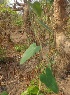  ( - MP2334)  @11 [ ] Copyright (2014) PHCDB Paul Hebert Centre For DNA Barcoding And Biodiversity Studies