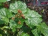  ( - MP2348)  @11 [ ] Copyright (2014) PHCDB Paul Hebert Centre For DNA Barcoding And Biodiversity Studies