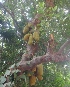  ( - MP2354)  @11 [ ] Copyright (2014) PHCDB Paul Hebert Centre For DNA Barcoding And Biodiversity Studies