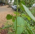  ( - MP2363)  @11 [ ] Copyright (2014) PHCDB Paul Hebert Centre For DNA Barcoding And Biodiversity Studies