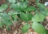  ( - MP2374)  @11 [ ] Copyright (2014) PHCDB Paul Hebert Centre For DNA Barcoding And Biodiversity Studies